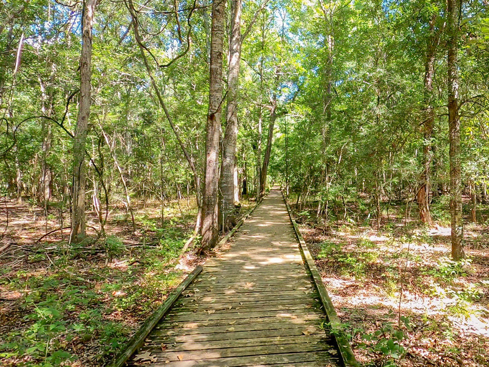 long elevated boardwalk trail through the forest