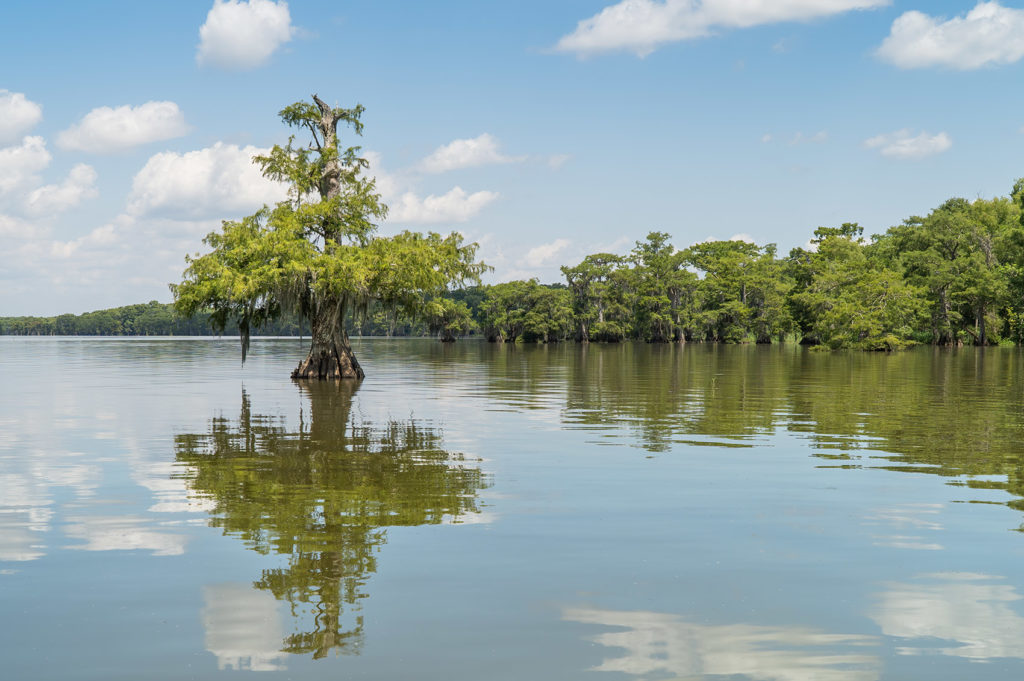 large cypress tree in lake with other trees in background