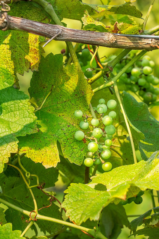 green grapes on vine vineyard Shreveport