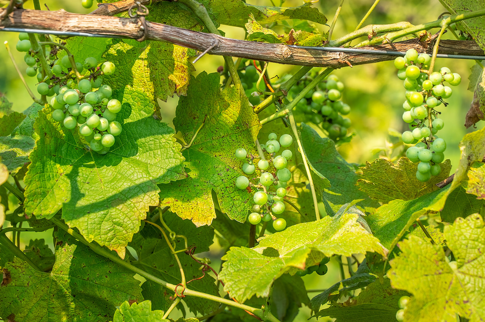 green grapes on vine vineyard Shreveport