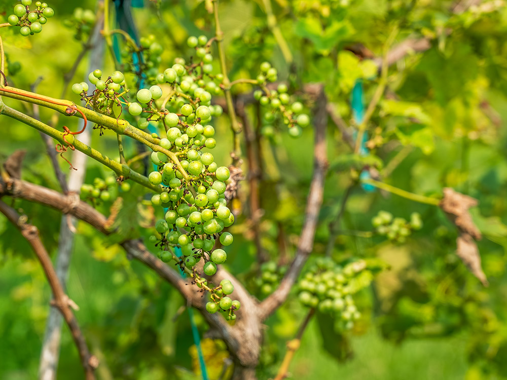 clusters of light green grapes growing on vine