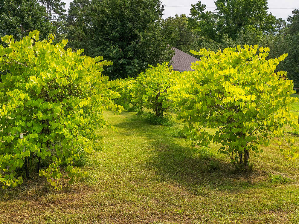 grape vines at small vineyard at Shreveport wineries