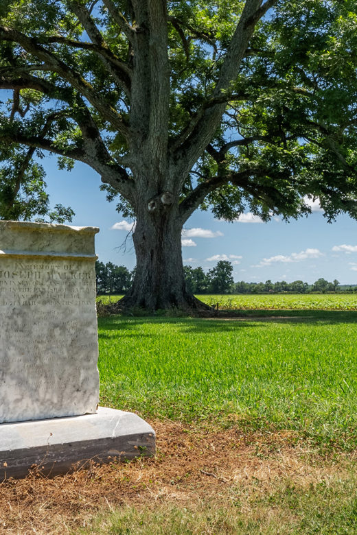 grave monument and large oak tree Louisiana