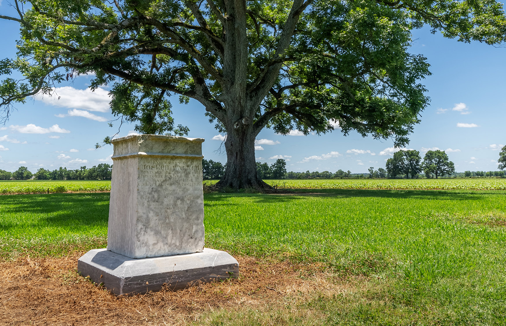 grave monument and large oak tree Louisiana
