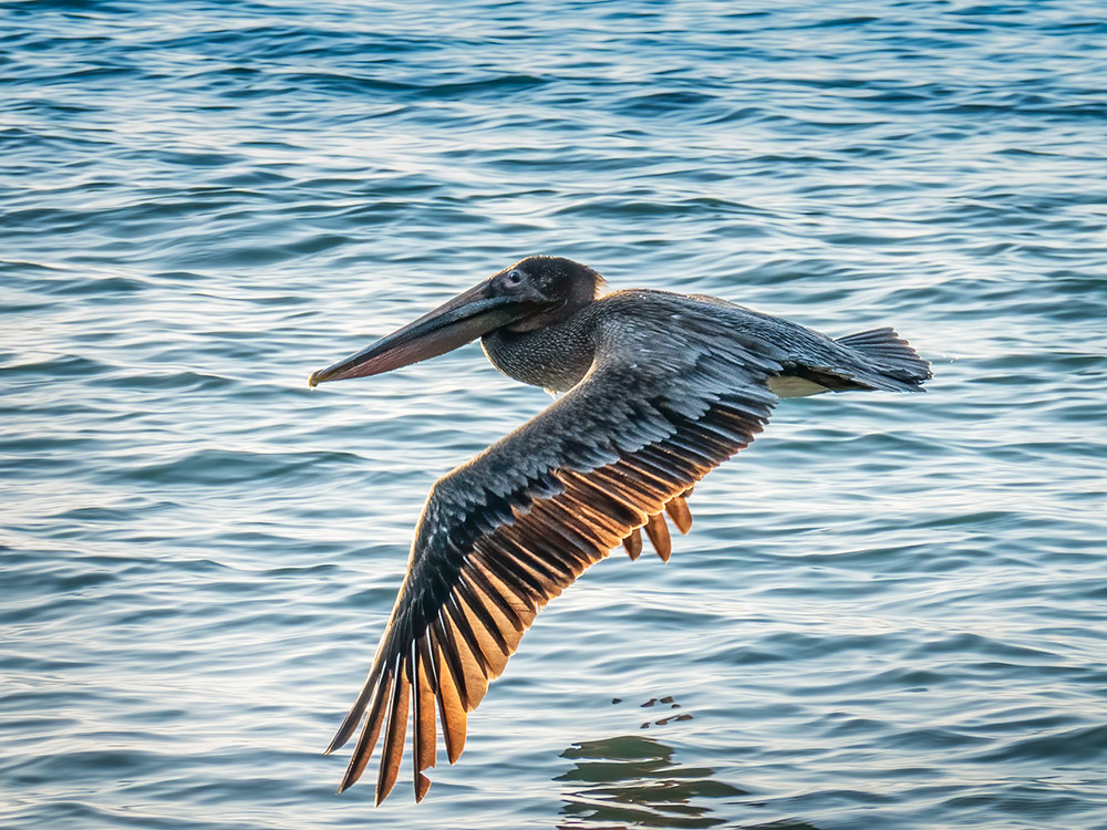 Brown pelican in flight near water