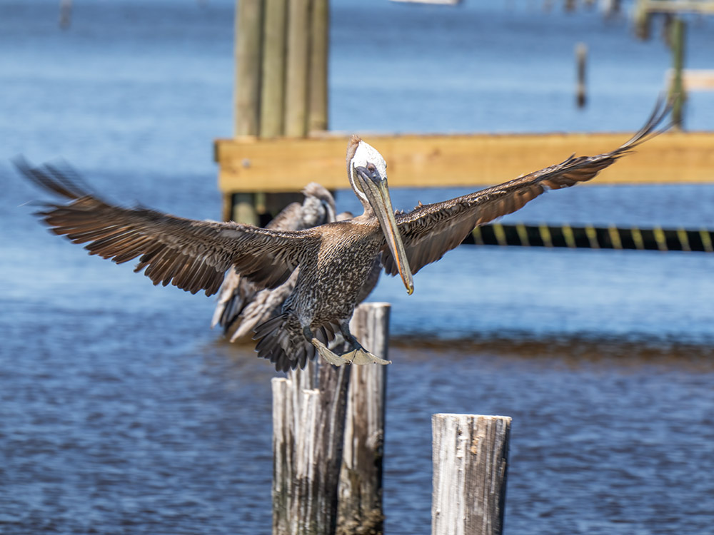brown pelican landing on piling