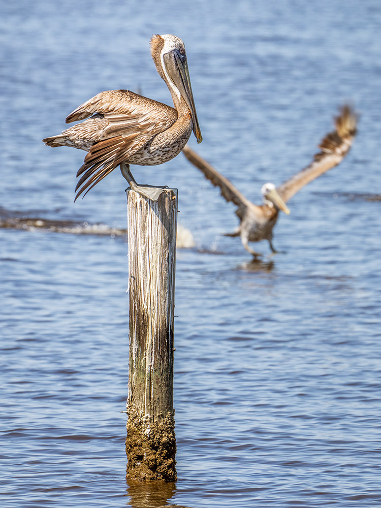 brown pelican sitting on piling as another pelican lands in background