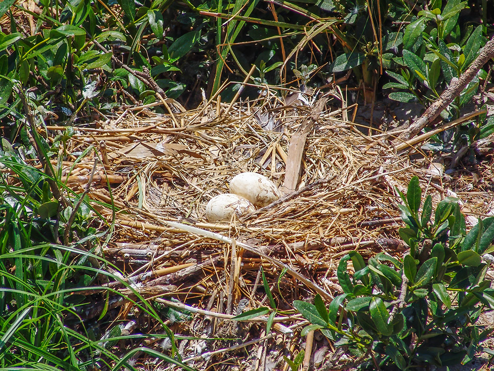 pelican eggs in nest