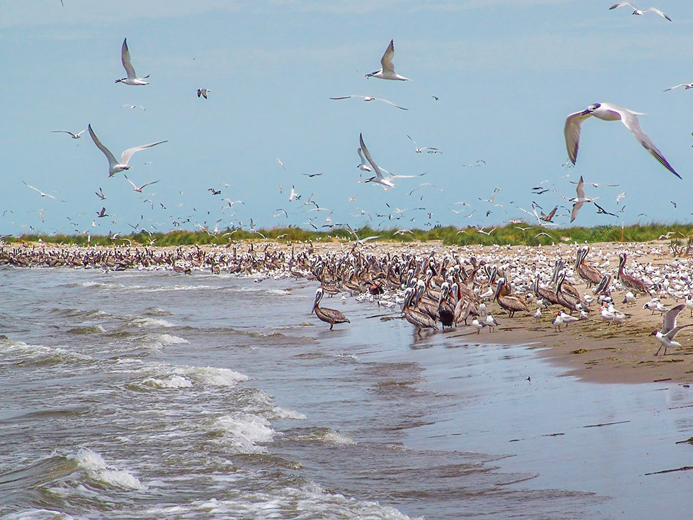 numerous pelicans at waters edge gulf of mexico