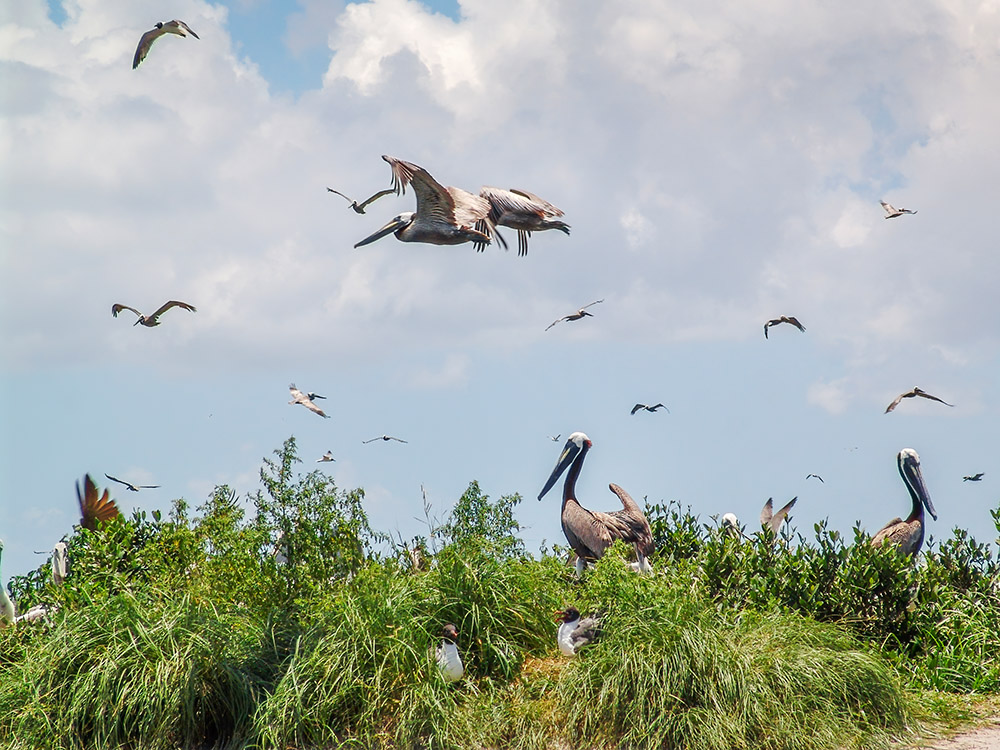 brown pelican flies over pelican nesting area