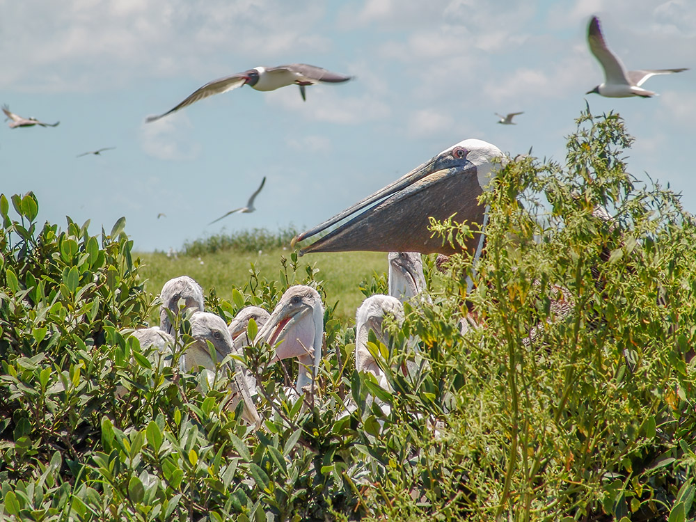 adult pelican near young birds in nest