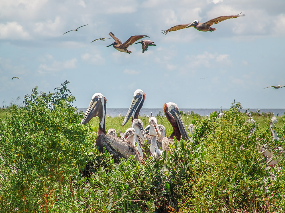 adult pelicans and their young on nest in grass as pelicans soar overhead