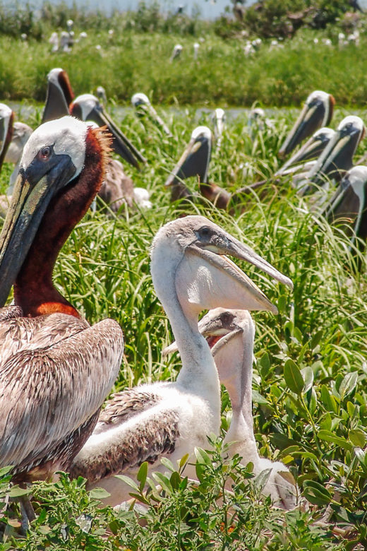 adult brown pelicans and chicks on nest