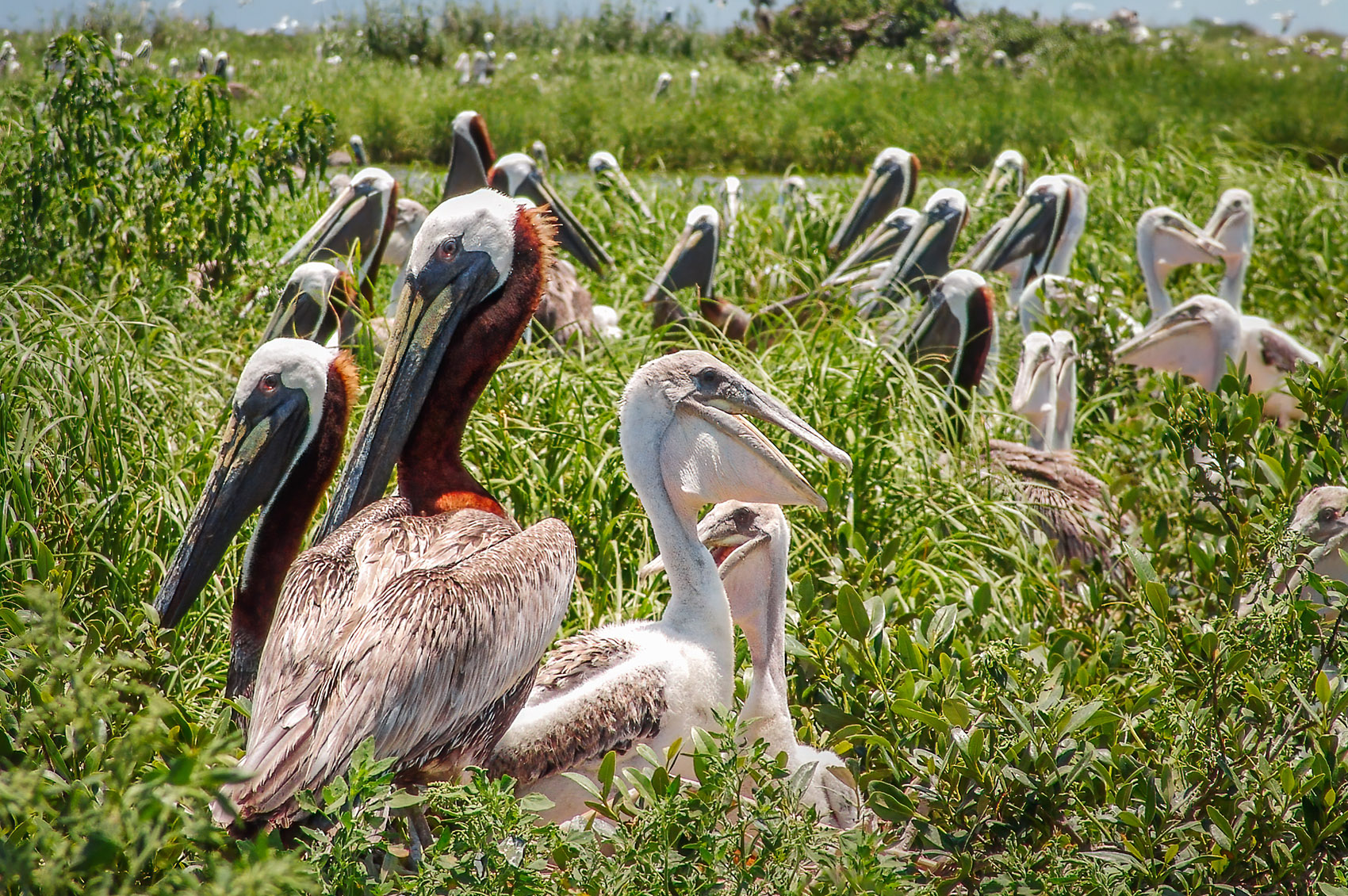 adult brown pelicans and chicks on nest