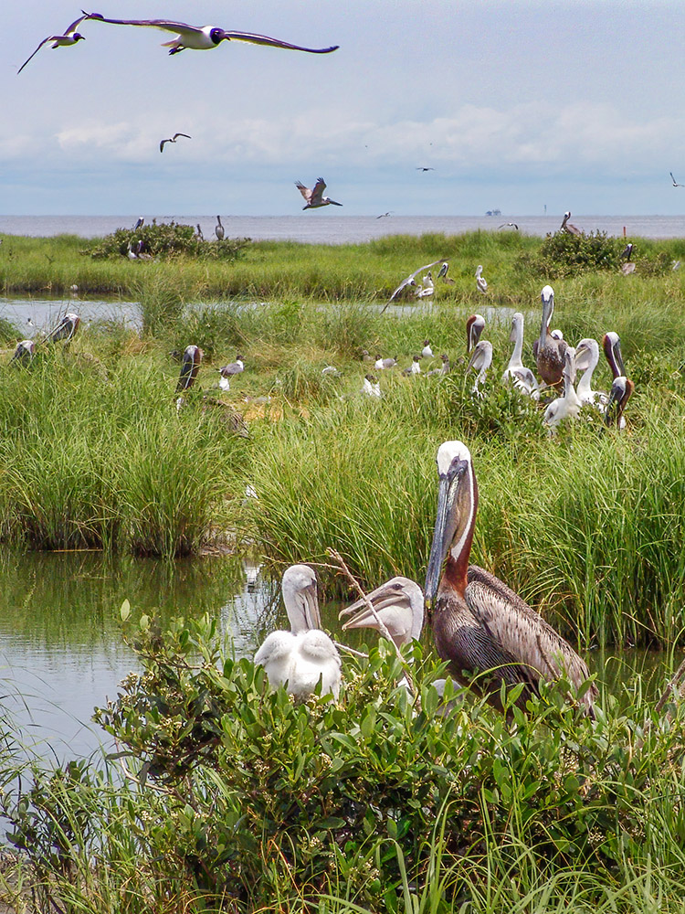 nesting pelicans in marsh