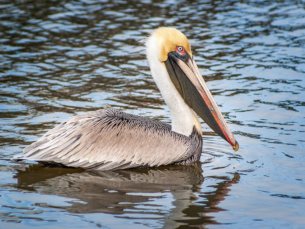 brown pelican floating on water