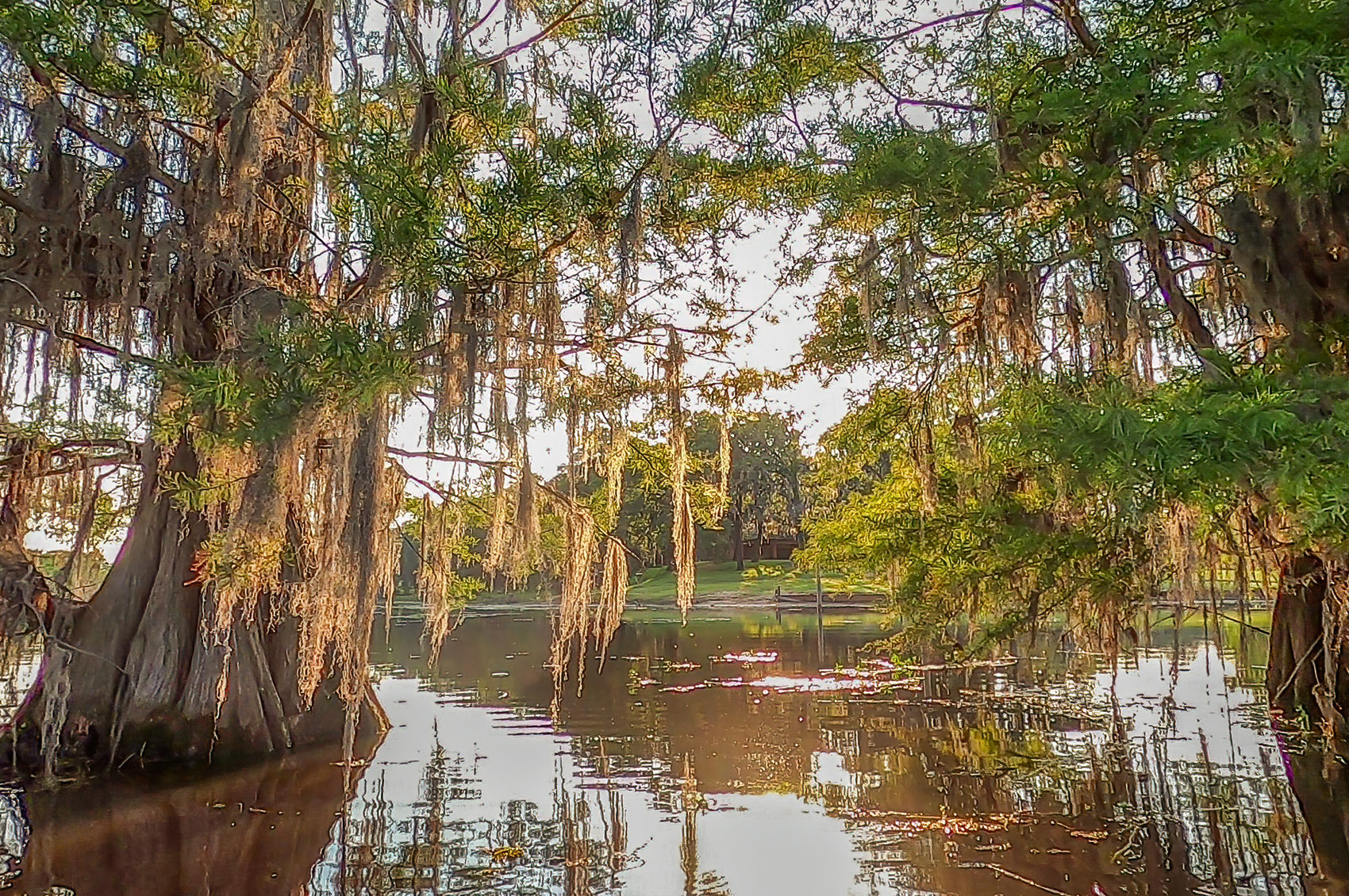 large cypress tree with moss in lake bistineau