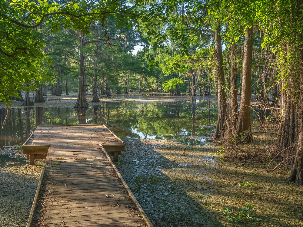boat dock in lake with cypress trees and moss at Lake Bistineau
