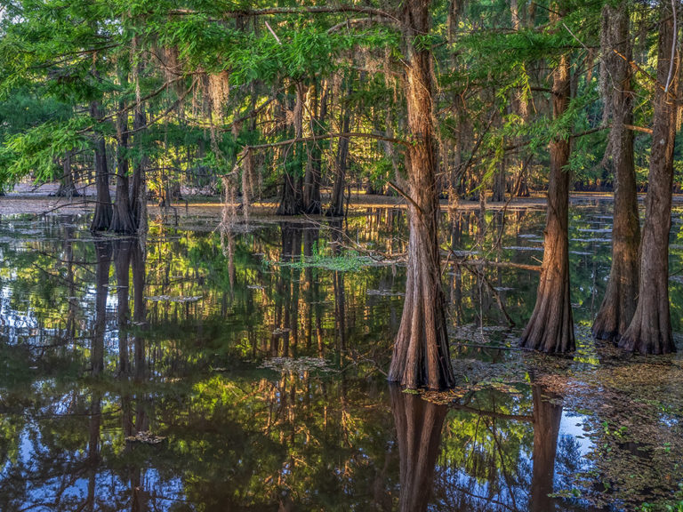 Lake Bistineau State Park | The Heart Of Louisiana