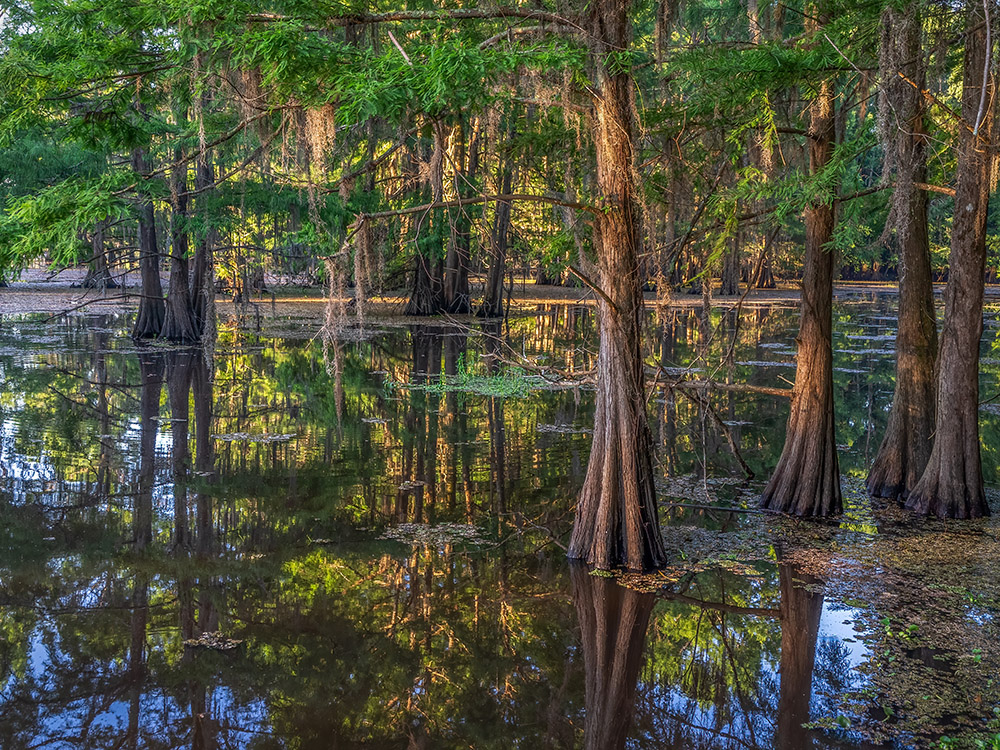 cypress trees reflect in water at lake bistineau state park