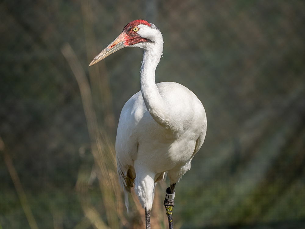 close up of whooping crane
