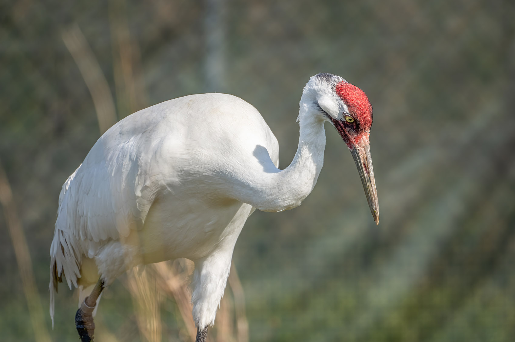 white bird with red head and long beak whooping crane