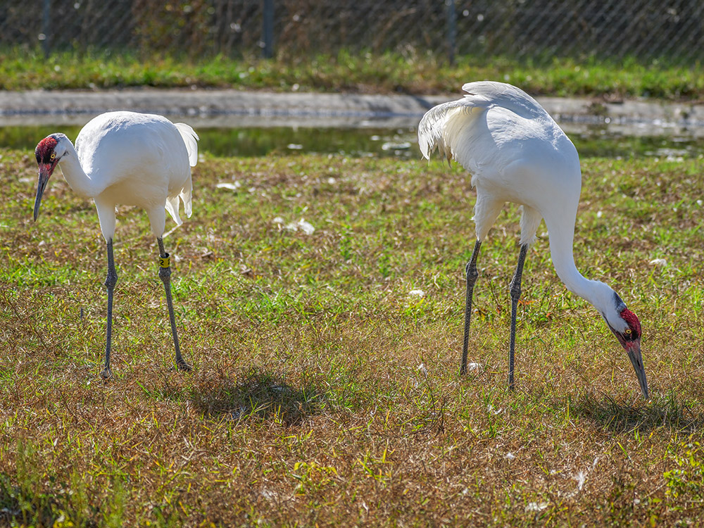 two large white cranes eating from the grass