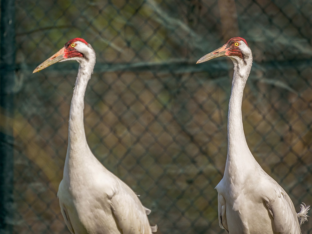 two whooping cranes from head to wings