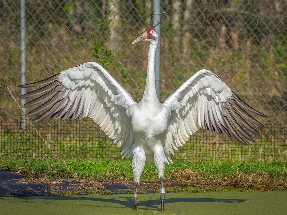 large white whooping crane stands with wings open