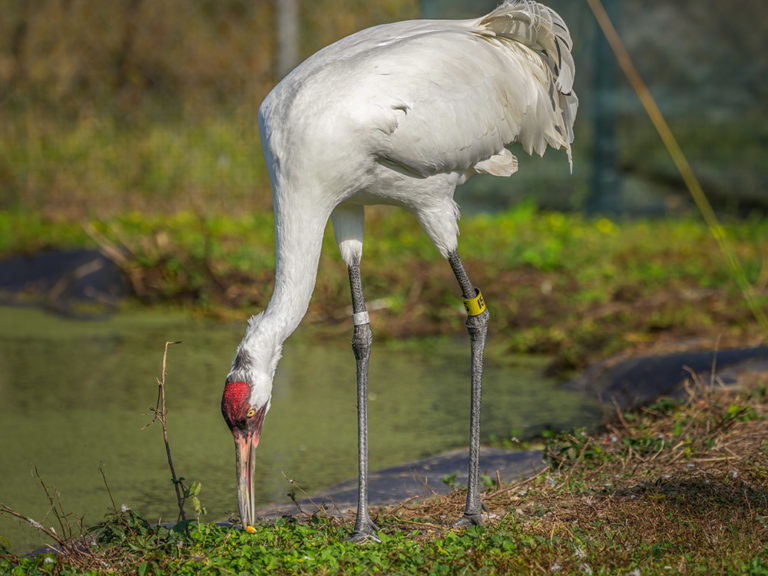 Whooping Crane in Louisiana Success Story The Heart of Louisiana