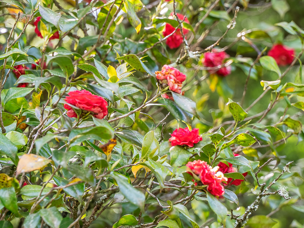 red camellia flowers at Jungle Gardens