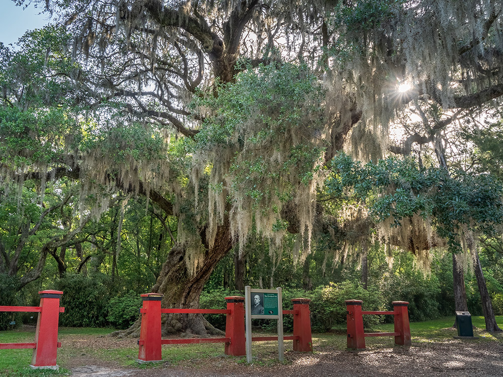 large moss covered live oak tree with red fence at Jungle Gardens