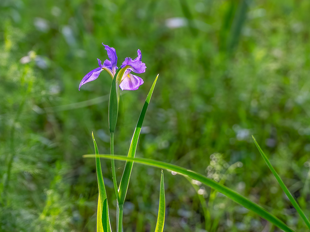 purple iris blooming near pond