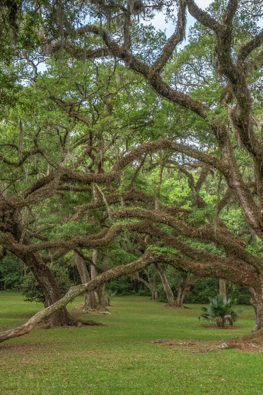 grove of large live oak trees in jungle gardens on Avery_Island