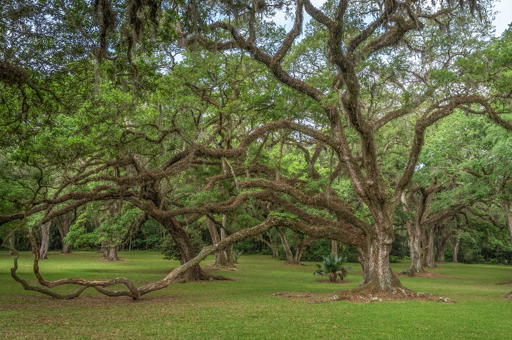 grove of large live oak trees in jungle gardens on Avery_Island