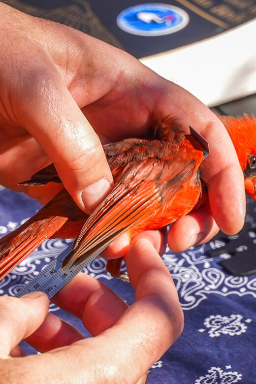 Bird banding hands holding red cardinal