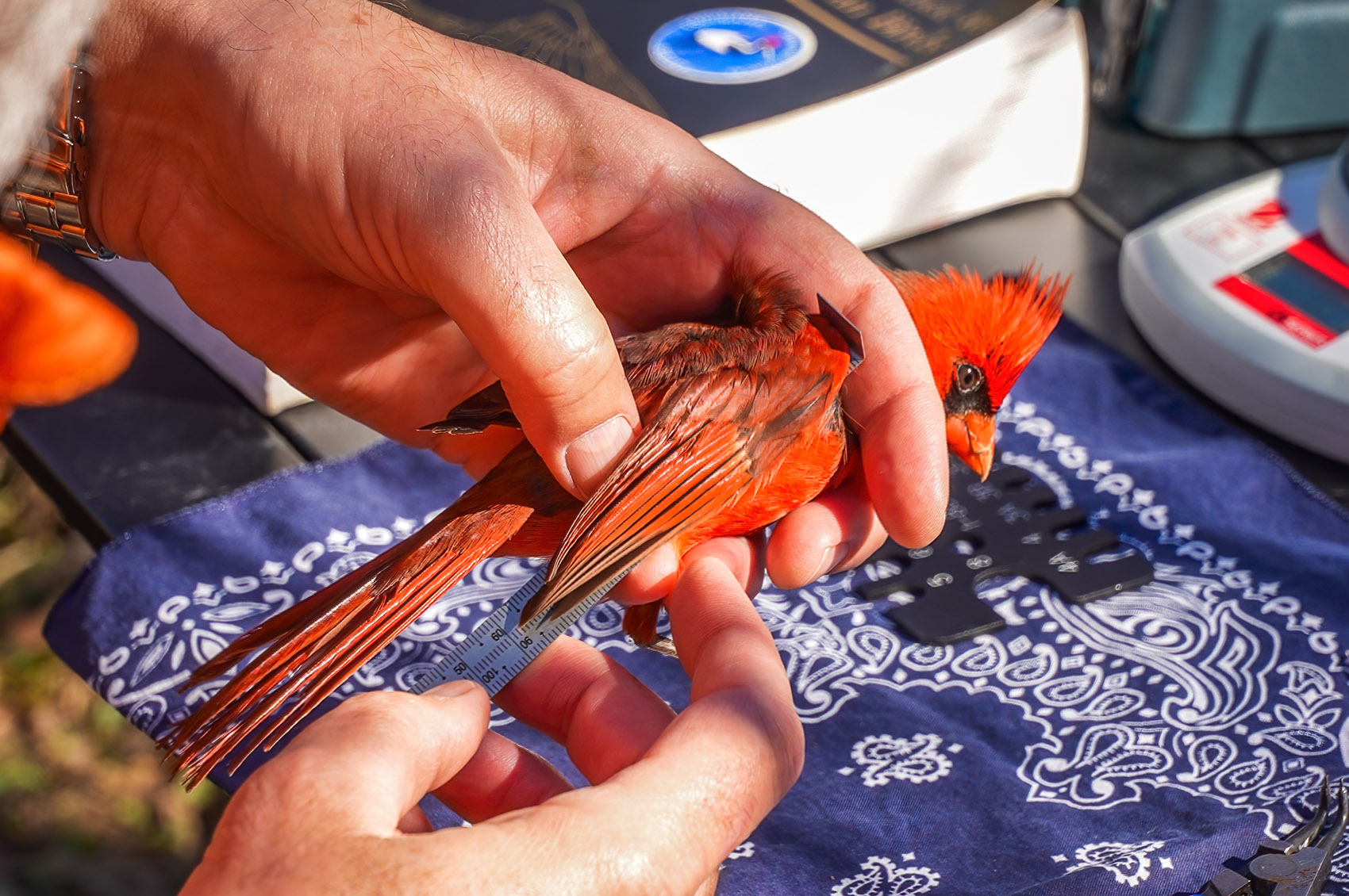 Bird banding hands holding red cardinal