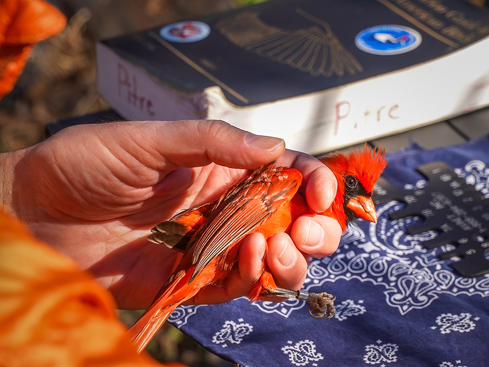 red cardinal held in man's hand for bird banding