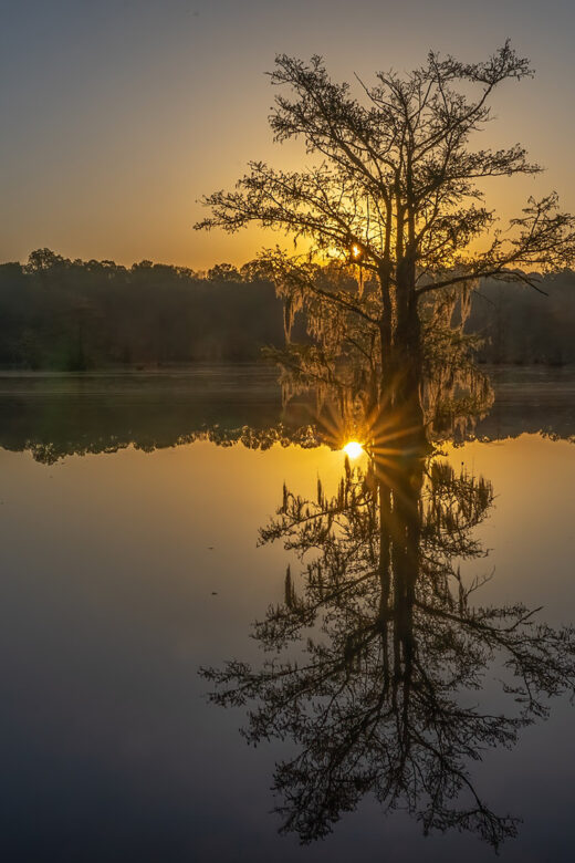 sunrise reflection in lake through cypress tree