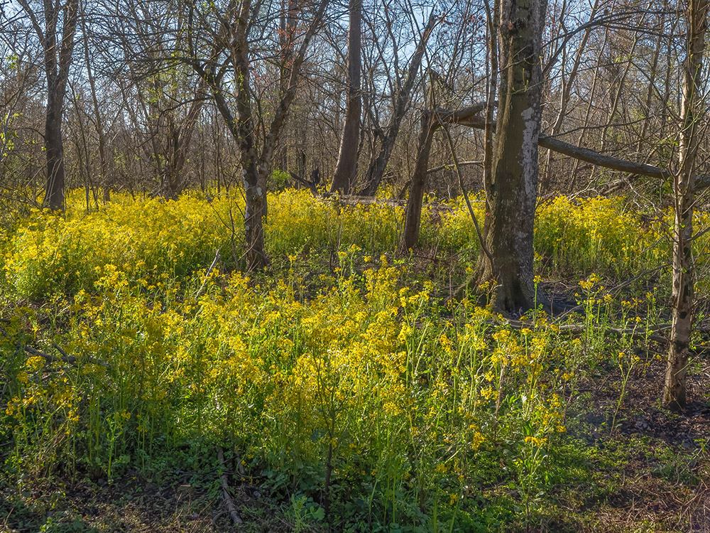 yellow wildflowers and trees on a sunny morning