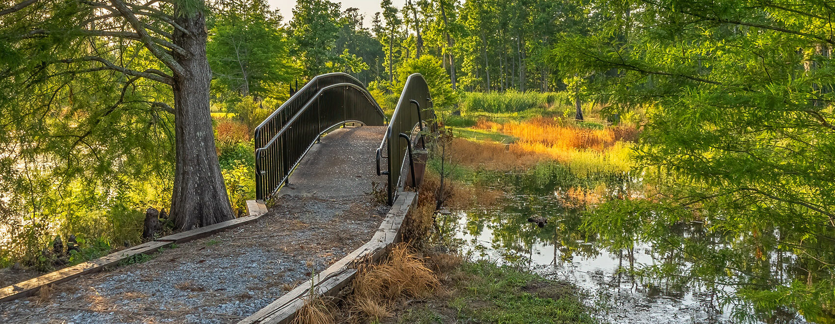 Trail and bridge over water with trees