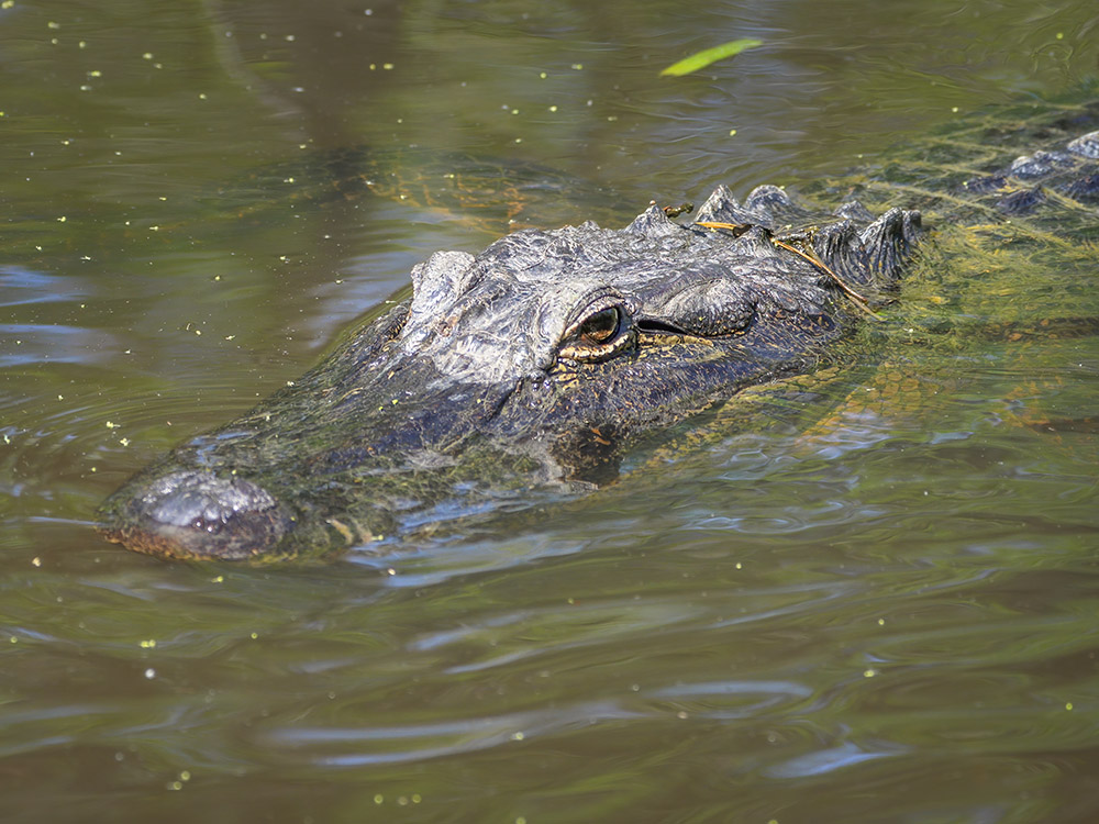 closeup of alligator head in river