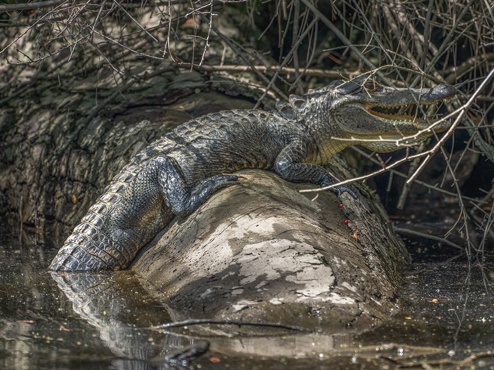 large alligator on long along river