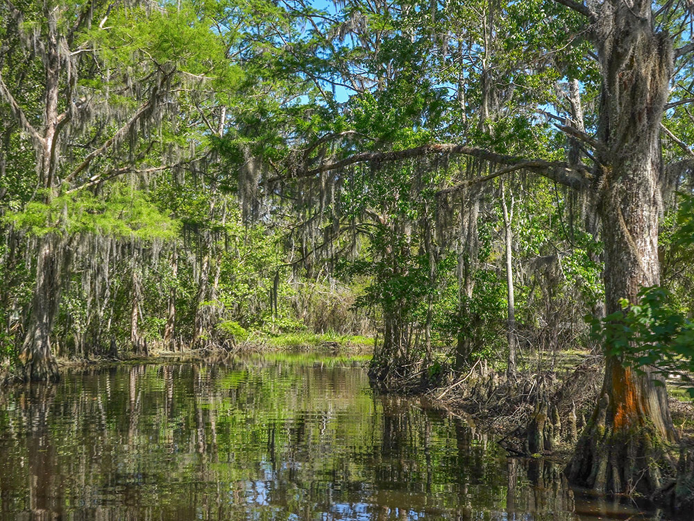 small bayou lined with moss cover trees