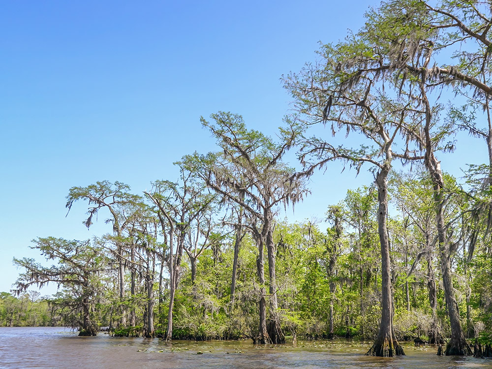 tall cypress trees along Tchefuncte River shoreline