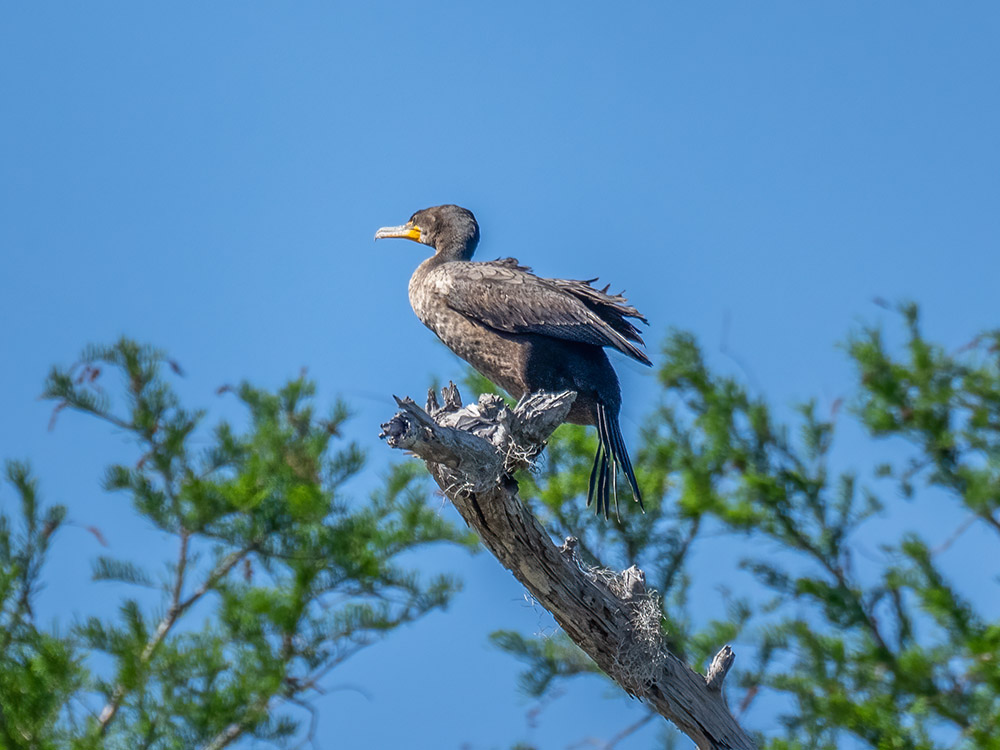 comorant bird sitting on tree branch