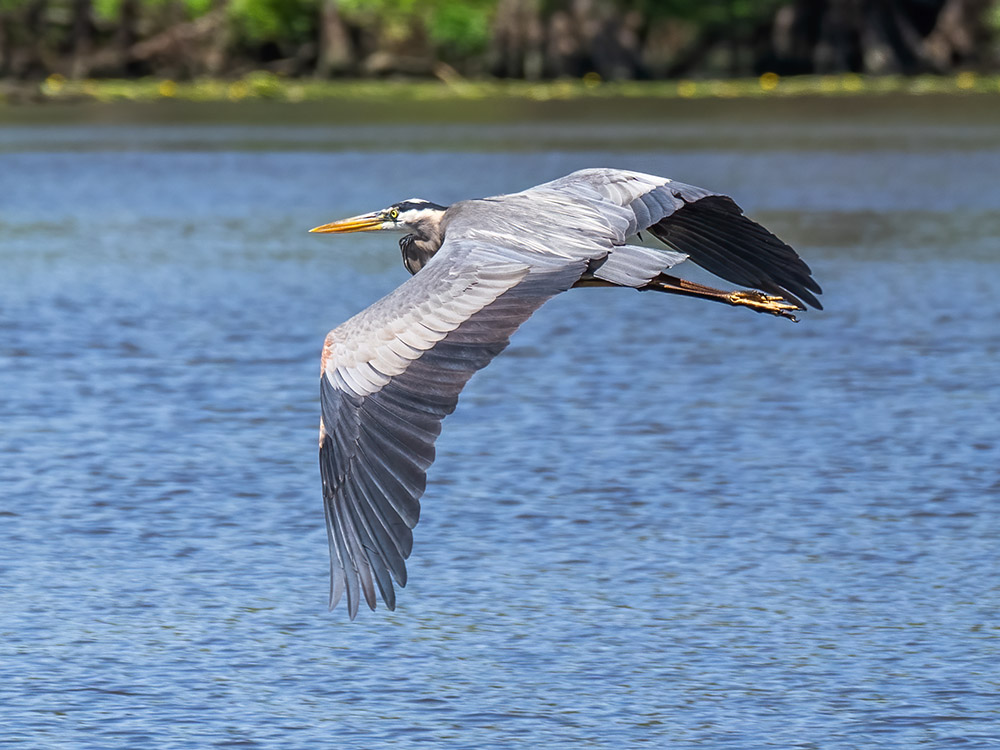 great blue heron flying over Tchefuncte River