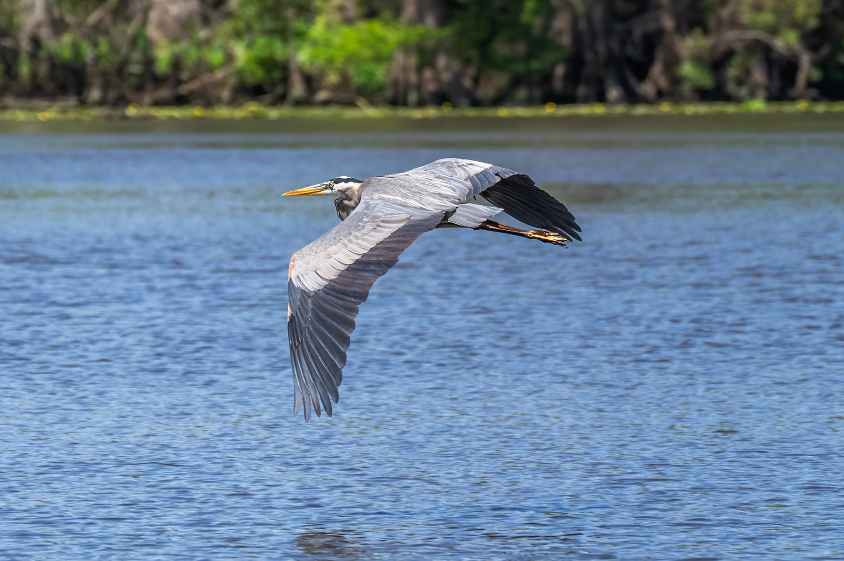 Great blue heron flying over river