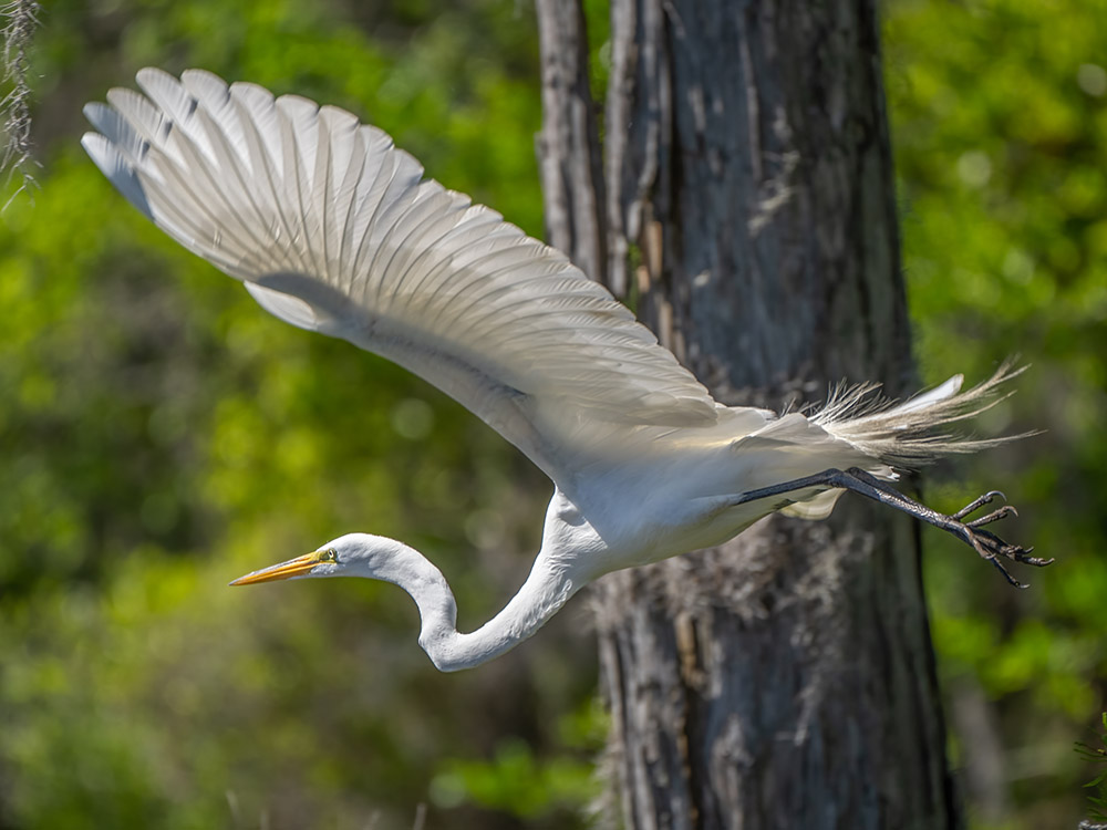 great white egret takes flight passing tree