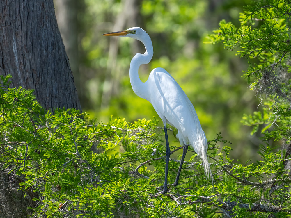 great white egret in tree